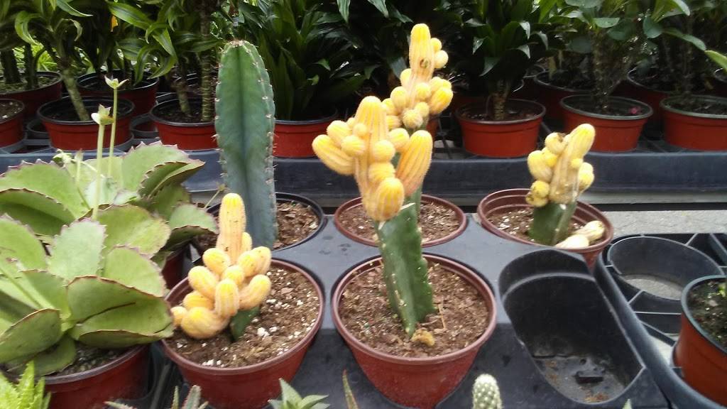 Juice Generation | restaurant | 28 E 18th St, New York, NY 10003, USA | 2125311110 OR +1 212-531-1110