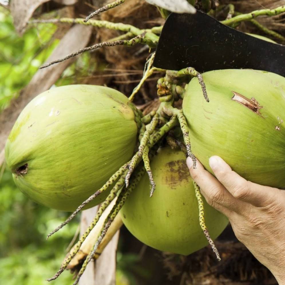 Mr.Kane Natural Beverages Sugar Cane-Smoothies-Green Coconunts-T | restaurant | Unit # 2C20-7215 Goreway Drive Westwood Square (2nd Floor Off Escalator ), Malton, ON L4T 2T9, Canada | 4166711949 OR +1 416-671-1949