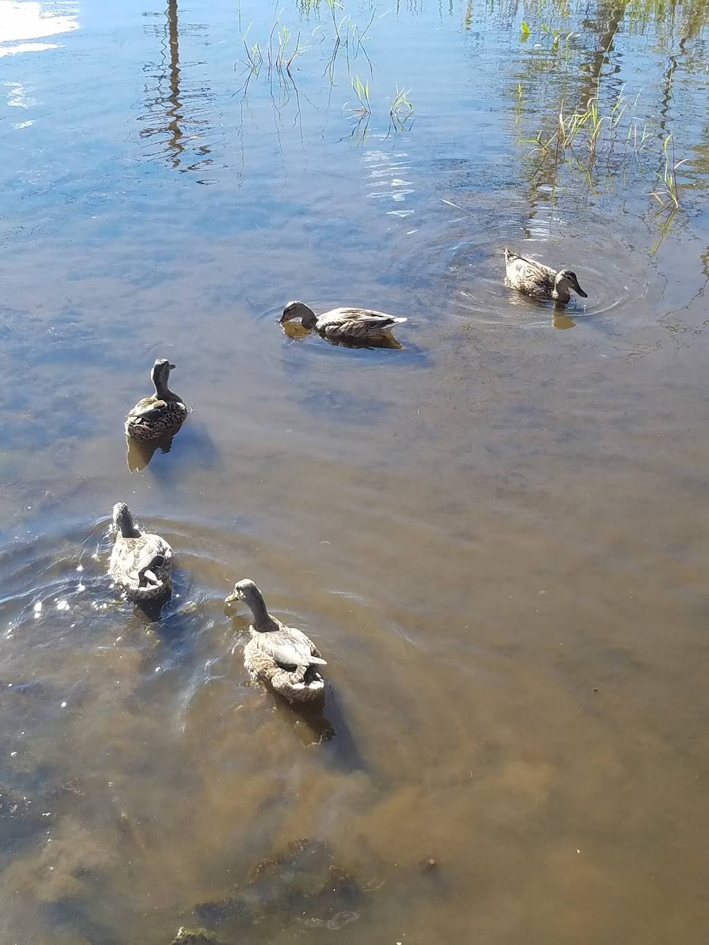 The Swamp | restaurant | 250 Jones and Gifford Ave, Jamestown, NY 14701, USA | 7167204641 OR +1 716-720-4641