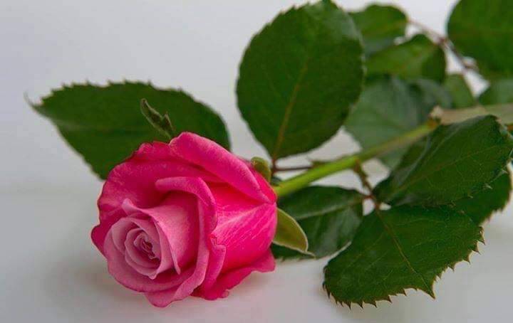 Panadería y restaurante Chapines | restaurant | 1520 W 7th St, Los Angeles, CA 90017, USA | 2134830656 OR +1 213-483-0656