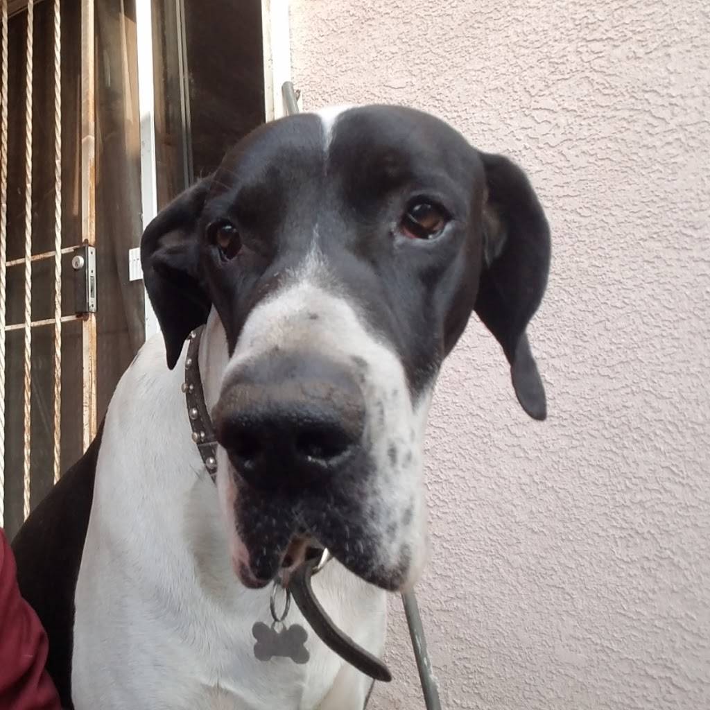 Fridos Snacks | meal takeaway | 3601 S Western Ave Suite A, Los Angeles, CA 90018, USA | 3234020046 OR +1 323-402-0046