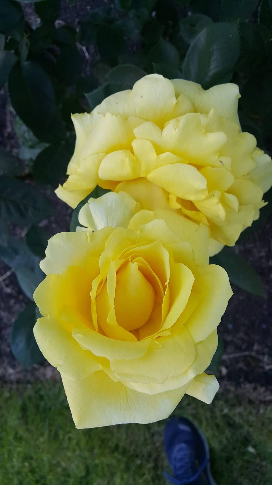 Burrito Amigos | restaurant | 1333 W 6th Ave, Eugene, OR 97402, USA | 5413389190 OR +1 541-338-9190