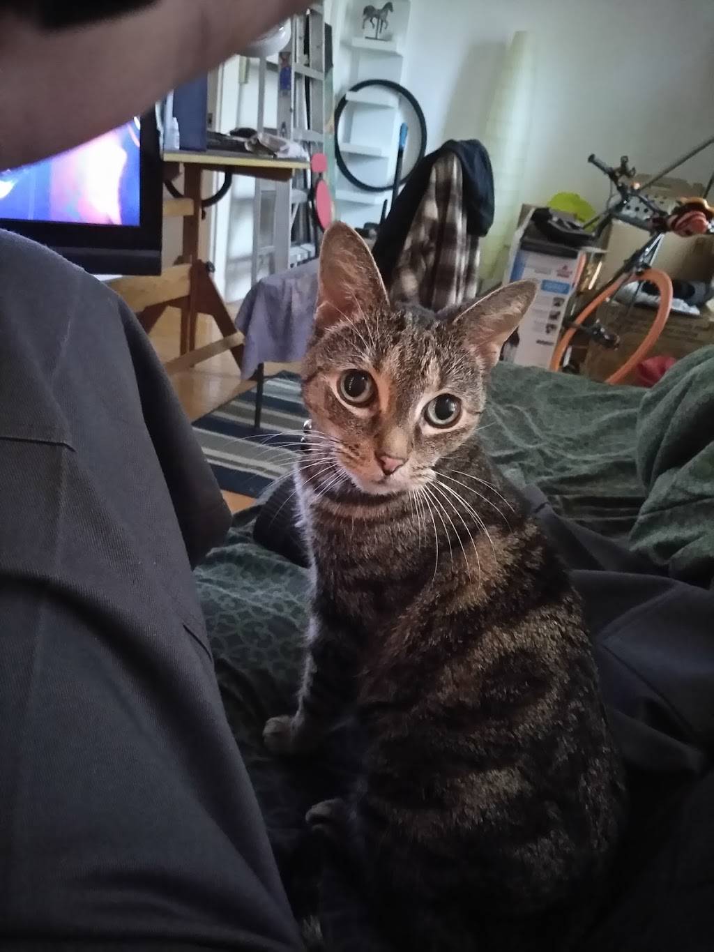 Elegante | restaurant | 92-01 Rockaway Beach Blvd, Rockaway Beach, NY 11693, USA | 7186343914 OR +1 718-634-3914