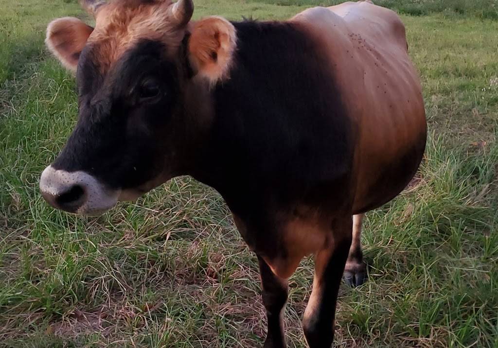 Saadis Farm | restaurant | 26261 Sharp Rd, Katy, TX 77493, USA | 9148615025 OR +1 914-861-5025