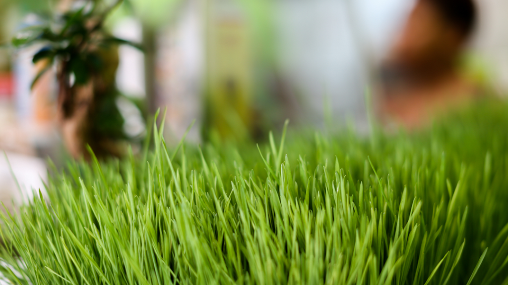 Twisted Rootz | restaurant | 3531, 7905 Flatlands Ave, Brooklyn, NY 11236, USA | 3476737537 OR +1 347-673-7537