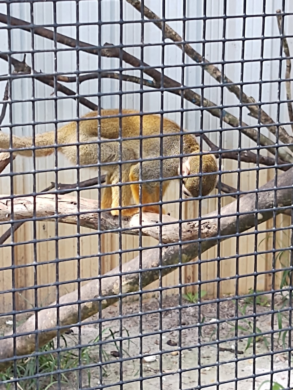 Safari Club Restaurant | restaurant | 20499 Oak Rd E, Gulf Shores, AL 36542, USA | 2512567007 OR +1 251-256-7007