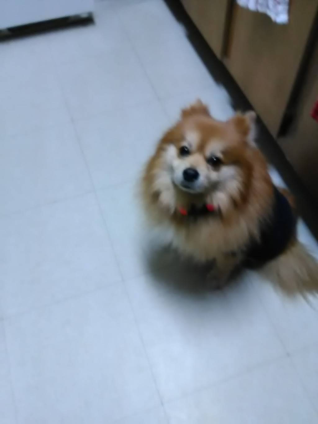 May May | restaurant | 741 Hunts Point Ave, Bronx, NY 10474, USA | 7185425307 OR +1 718-542-5307