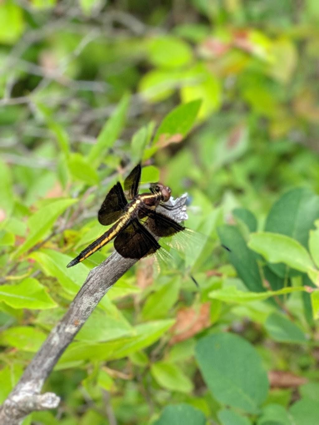 Olympic Pizza | restaurant | 187 Wolcott Square, Hyde Park, MA 02136, USA | 6173617070 OR +1 617-361-7070