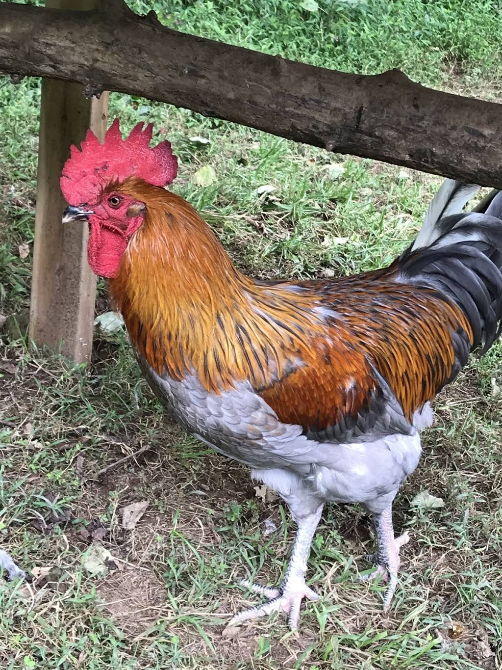 Alchemist Farm | restaurant | 3244 Gravenstein Hwy N, Sebastopol, CA 95472, USA | 7073362202 OR +1 707-336-2202