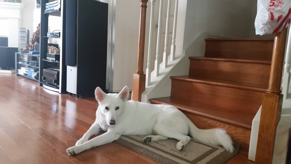 Pizza Hut | meal takeaway | 12000 Bellaire Blvd #200, Houston, TX 77072, USA | 2814954090 OR +1 281-495-4090