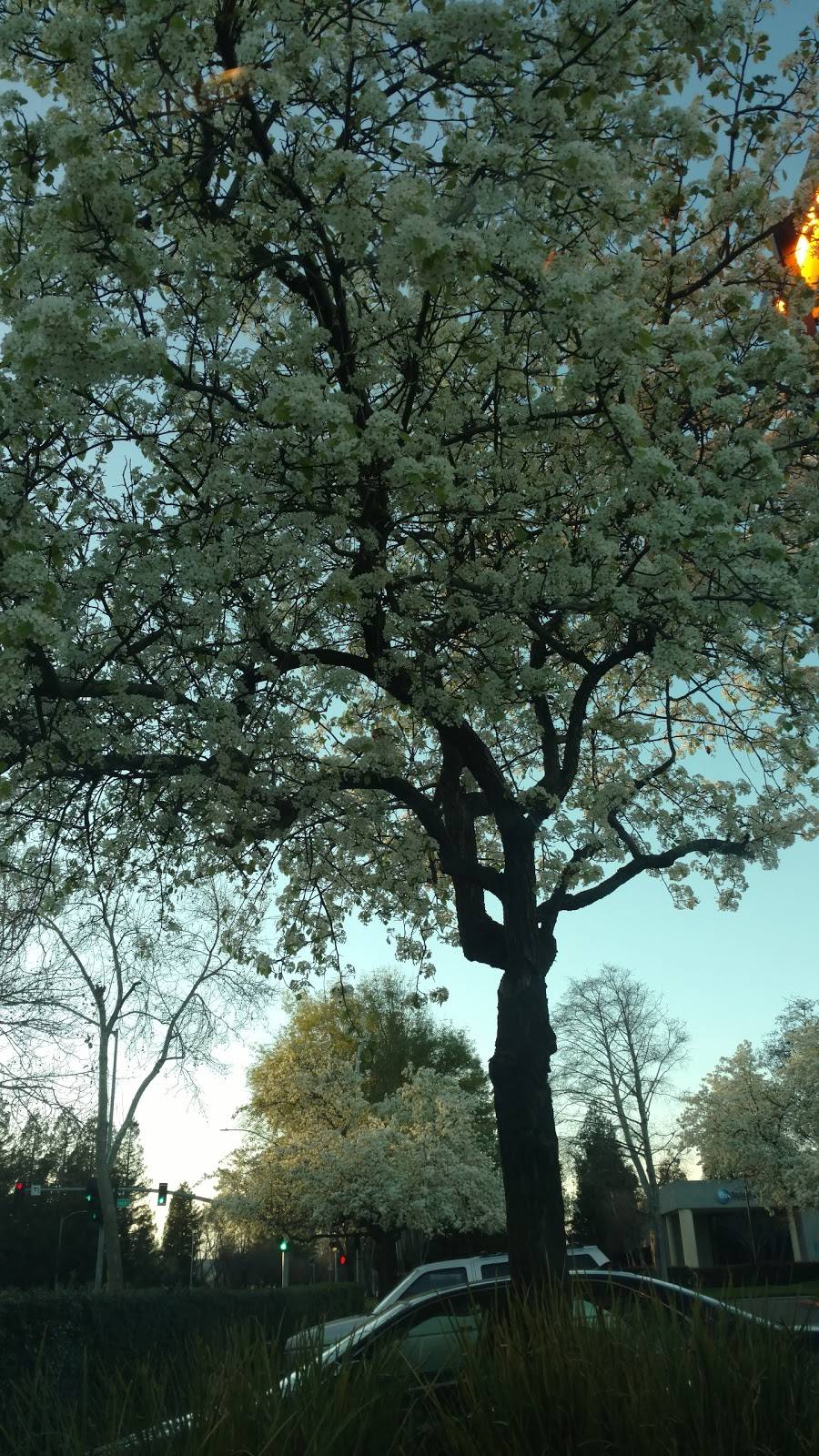 Round Table Pizza | meal delivery | 3730 N 1st St, San Jose, CA 95134, USA | 4083219922 OR +1 408-321-9922