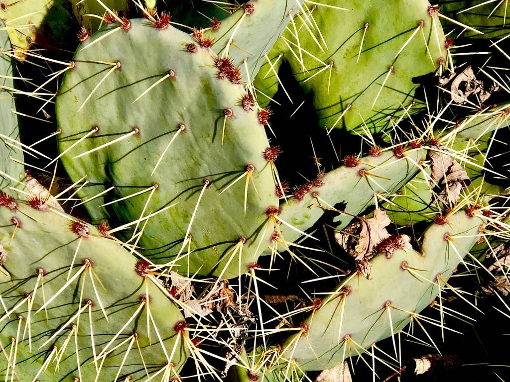 Country Cafe | restaurant | 217 US-77, Waxahachie, TX 75165, USA | 9729230214 OR +1 972-923-0214