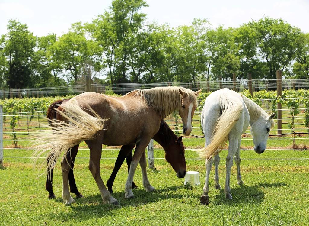 Upper Shirley Vineyards | restaurant | 600 Shirley Plantation Rd, Charles City, VA 23030, USA | 8048299463 OR +1 804-829-9463