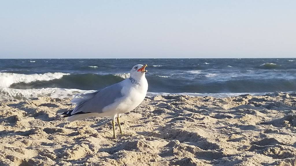 Caracas Arepa Bar (Summer Only) | meal takeaway | 106-01 Shore Front Pkwy, Rockaway Park, NY 11694, USA | 7184741709 OR +1 718-474-1709