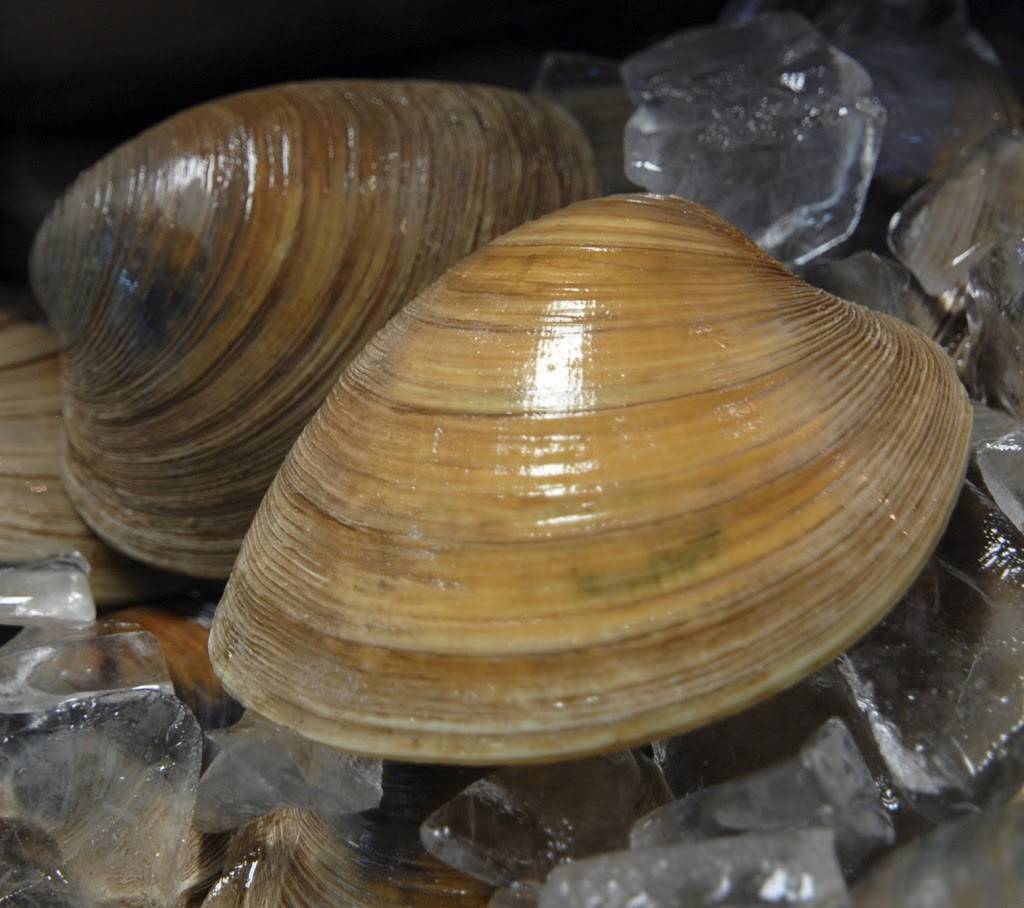 Siros Restaurant - Bar | restaurant | 168 Lincoln Ave, Saratoga Springs, NY 12866, USA | 5185844030 OR +1 518-584-4030