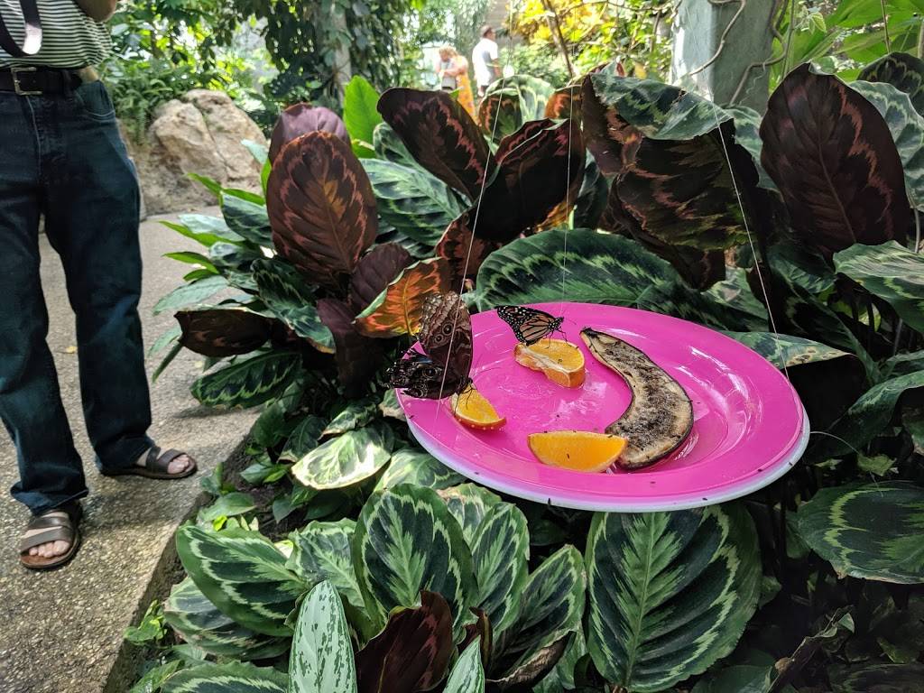 Cambridge Butterfly Conservatory | restaurant | 2500 Kossuth Rd, Cambridge, ON N3H 4R7, Canada | 5196531234 OR +1 519-653-1234