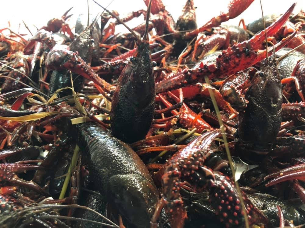 Central Fish Market | meal takeaway | 3701 Central Ave, Charlotte, NC 28205, USA | 7045369100 OR +1 704-536-9100