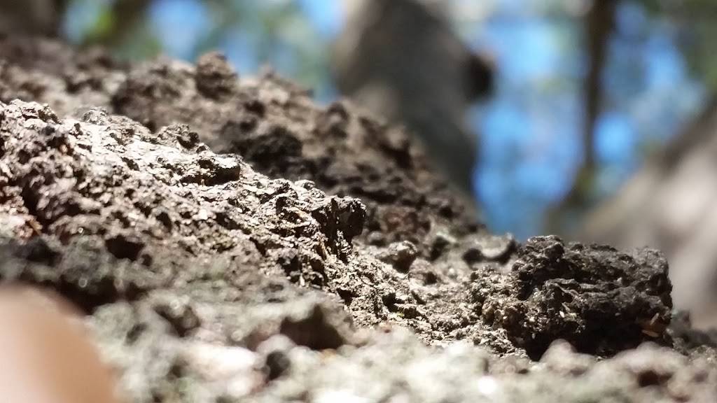 McDonalds | cafe | 4145 49th St N, St. Petersburg, FL 33709, USA | 7275250944 OR +1 727-525-0944