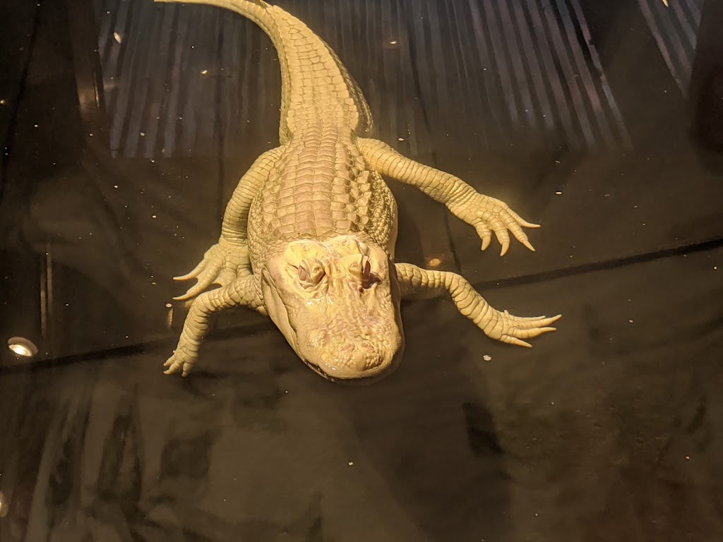 Fat Daddys Arcade | restaurant | 20009 Emerald Coast Pkwy, Destin, FL 32541, USA | 8504246021 OR +1 850-424-6021