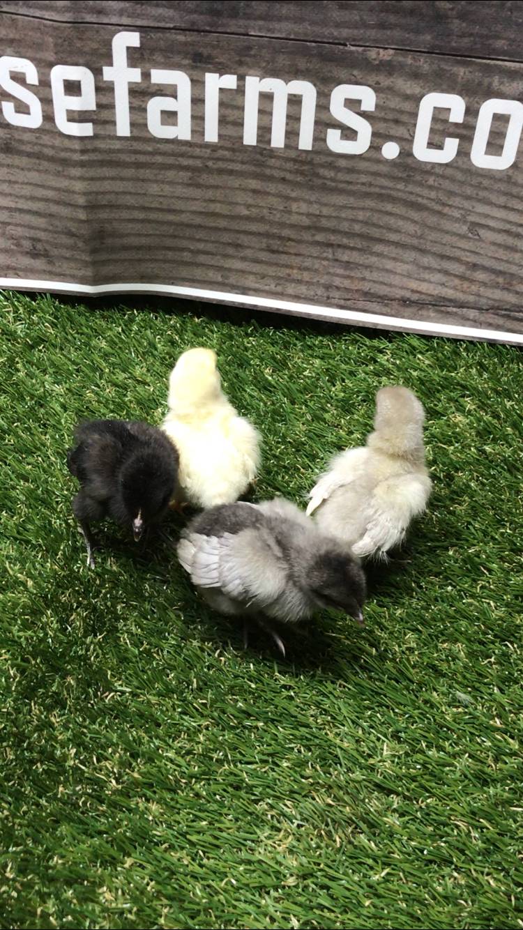 Bresse Farms | restaurant | 1953 MS-345, Pontotoc, MS 38863, USA | 6628715789 OR +1 662-871-5789