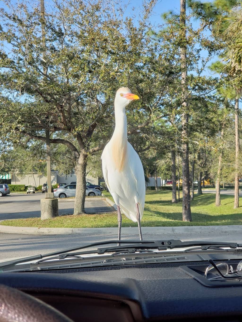 Dairy Queen Grill & Chill | restaurant | 14891 S Tamiami Trail, Fort Myers, FL 33912, USA | 2394823145 OR +1 239-482-3145