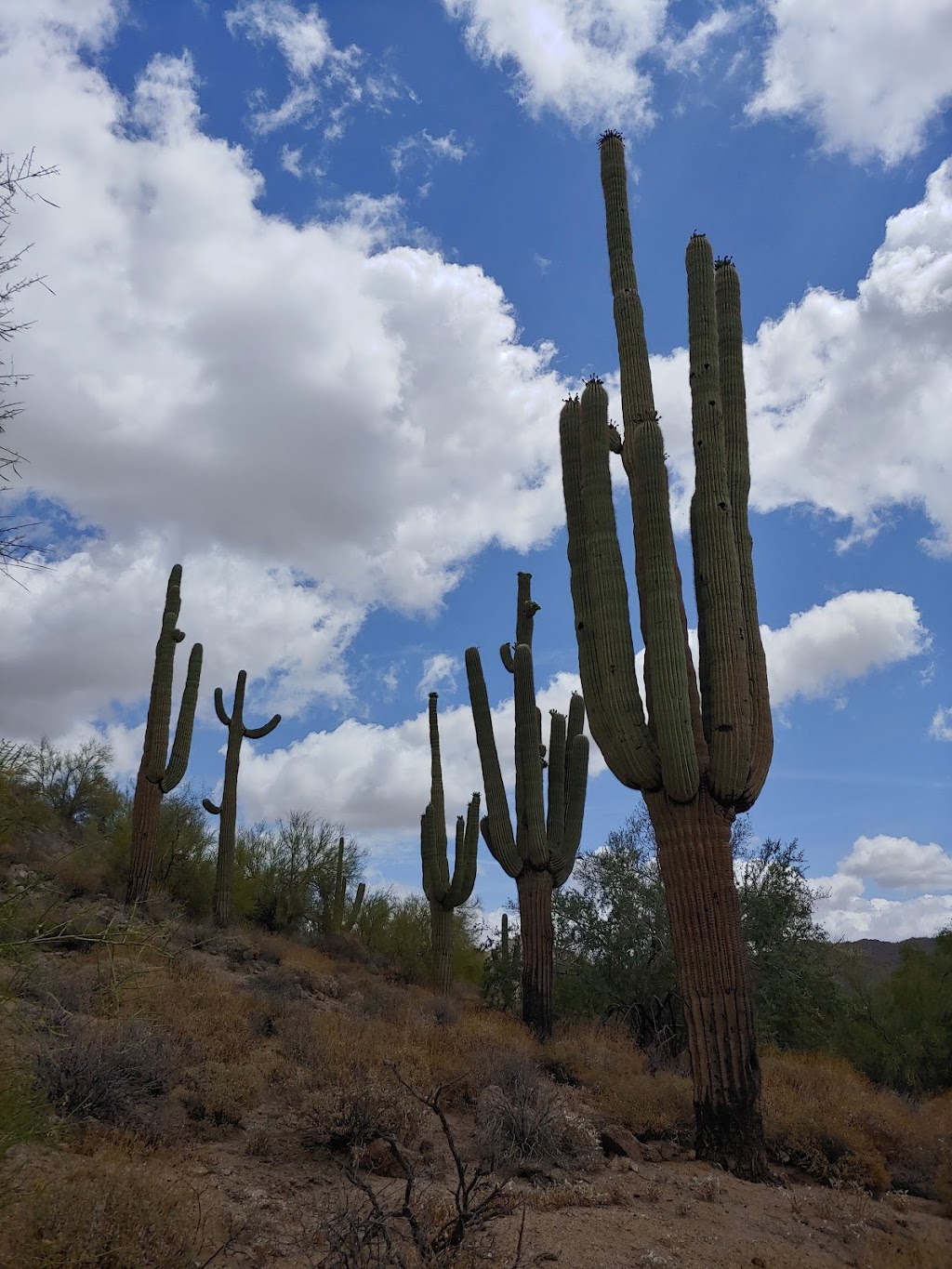 Las Sendas Golf Club | restaurant | 7555 E Eagle Crest Dr, Mesa, AZ 85207, USA | 4803964000 OR +1 480-396-4000