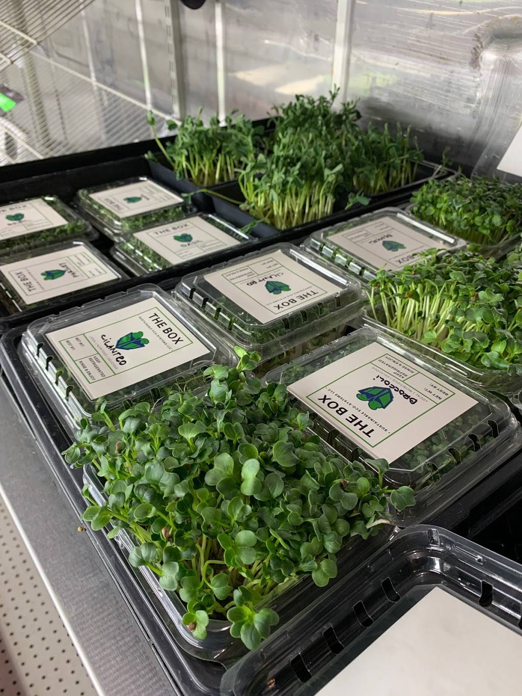 Microgreens from THE BOX | restaurant | 302 SE 24th St Lot#6, Ruskin, FL 33570, USA | 8134165444 OR +1 813-416-5444