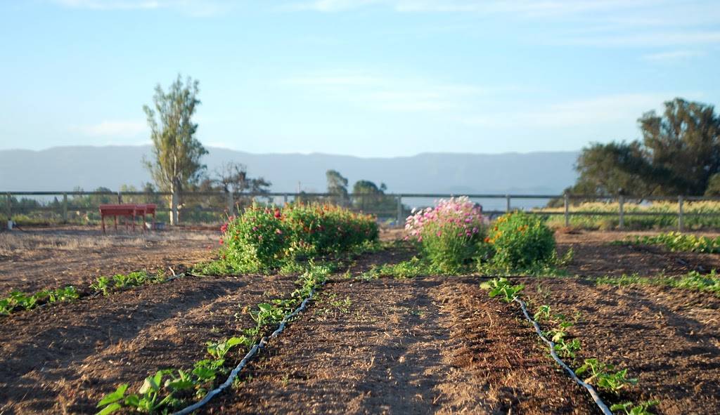 Los Olivos Wine Merchant Cafe | restaurant | 2879 Grand Ave, Los Olivos, CA 93441, USA | 8056887265 OR +1 805-688-7265