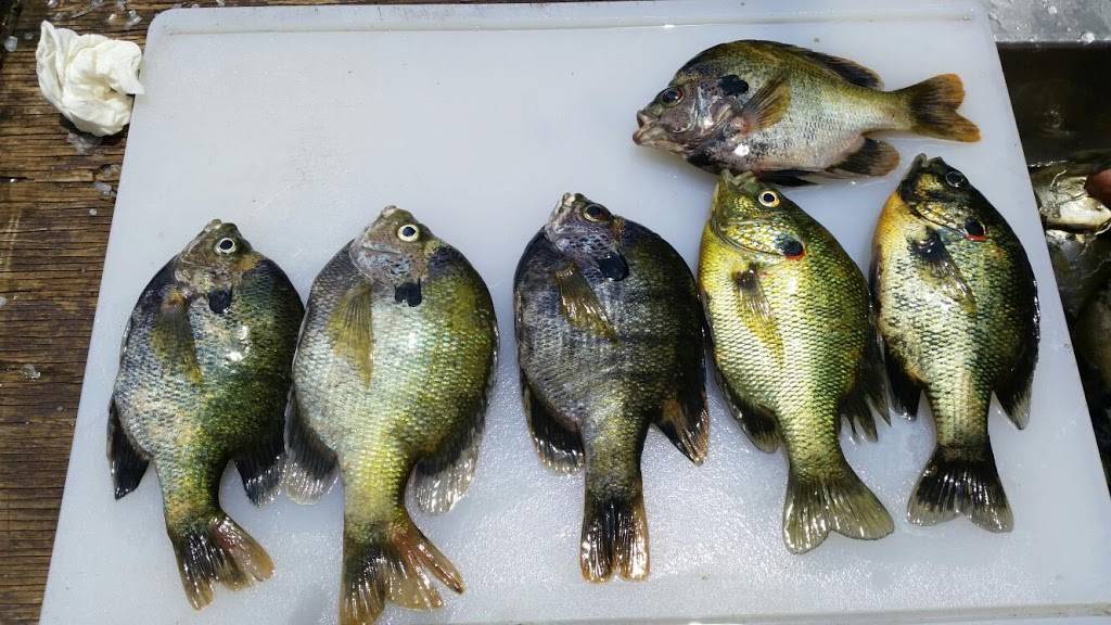 Jimbos Restaurant, Fish Camp And Resort | restaurant | 965 Co Rd 439, Lake Panasoffkee, FL 33538, USA | 3527938150 OR +1 352-793-8150