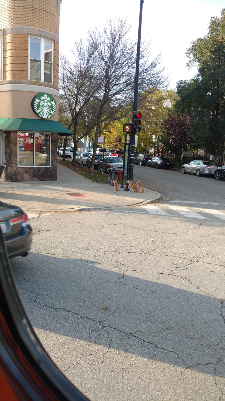 Starbucks | cafe | 3045 N Greenview Ave, Chicago, IL 60657, USA | 7738329080 OR +1 773-832-9080