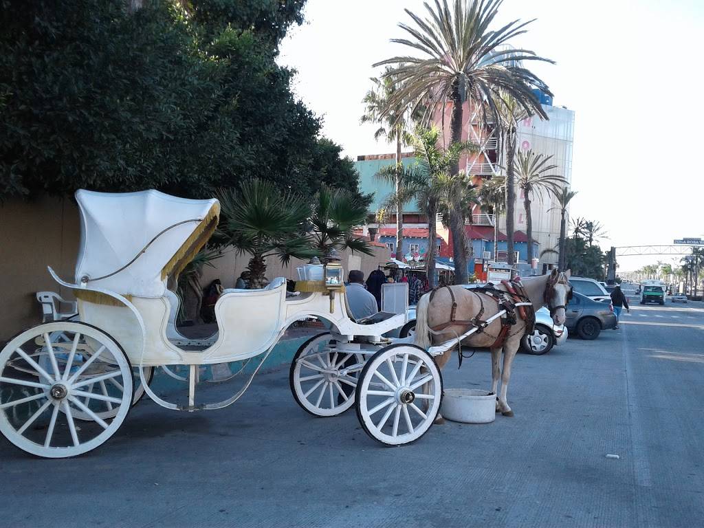 Tinta Negra | restaurant | Blvd. Benito Juárez HOTEL PREMIER PLAZA, Playas Rosarito, 22710 Rosarito, B.C., Mexico | 016611071602 OR +52 661 107 1602