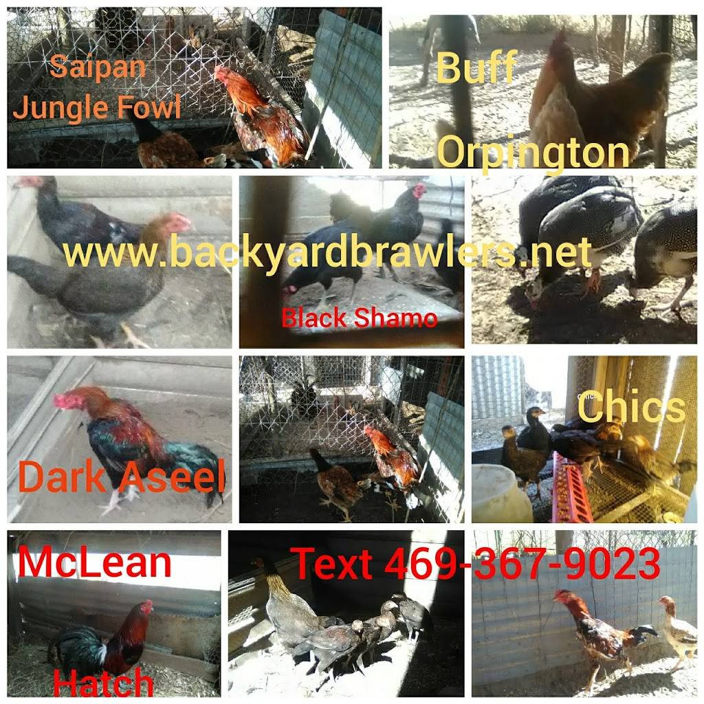 Backyard Brawlers Game Farm | restaurant | 7574 County Rd 4084, Scurry, TX 75158, USA | 4693679023 OR +1 469-367-9023