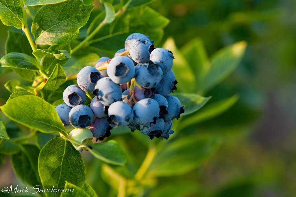 Roses Berry Farm | restaurant | 295 Matson Hill Rd, South Glastonbury, CT 06073, USA | 8606337467 OR +1 860-633-7467
