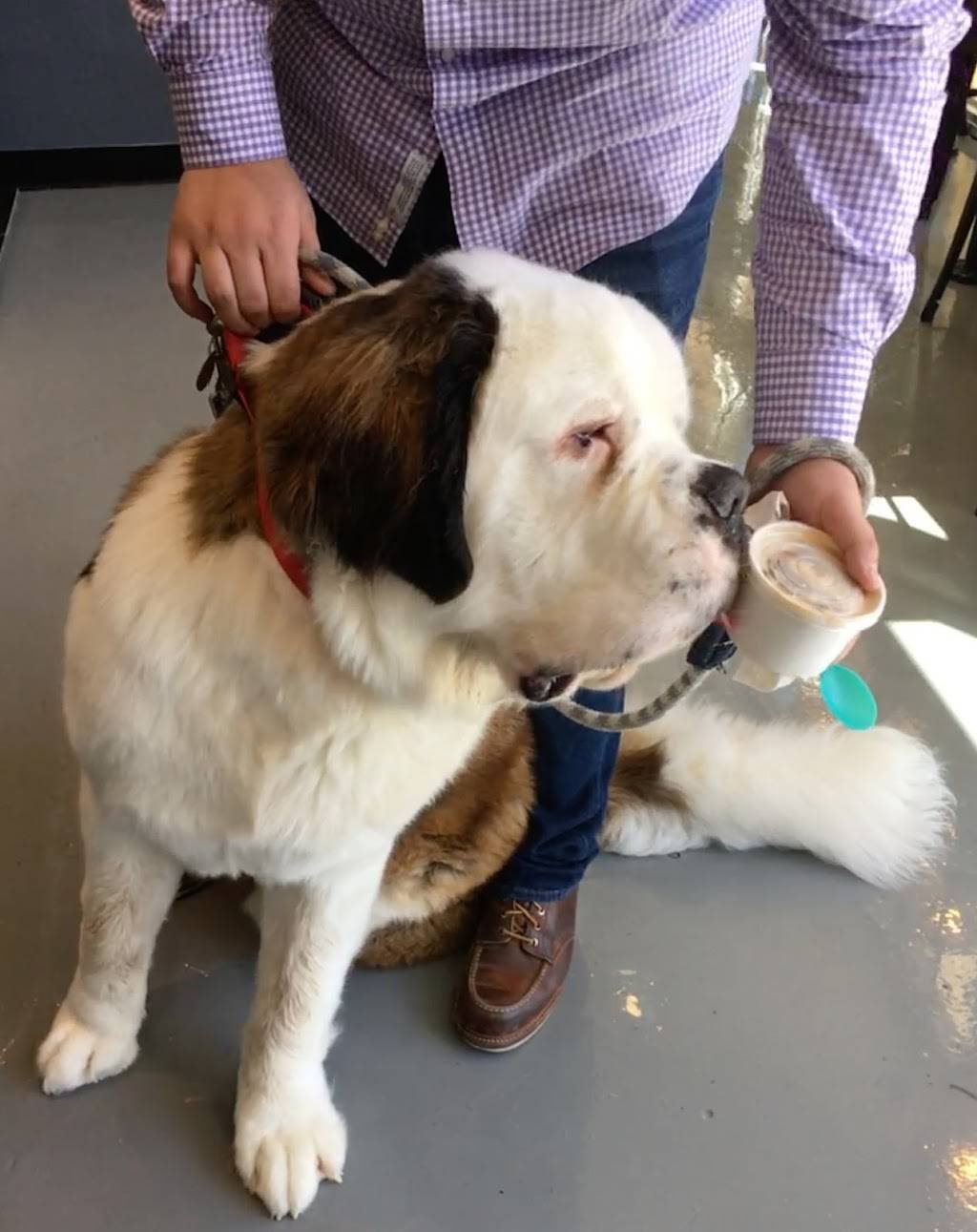 Rush Bowls | restaurant | 6765 Winning Dr, Frisco, TX 75034, USA | 4697773757 OR +1 469-777-3757