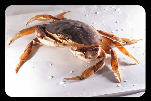 The King Crawfish | restaurant | 18205 Gale Ave, City of Industry, CA 91748, USA | 6269650074 OR +1 626-965-0074