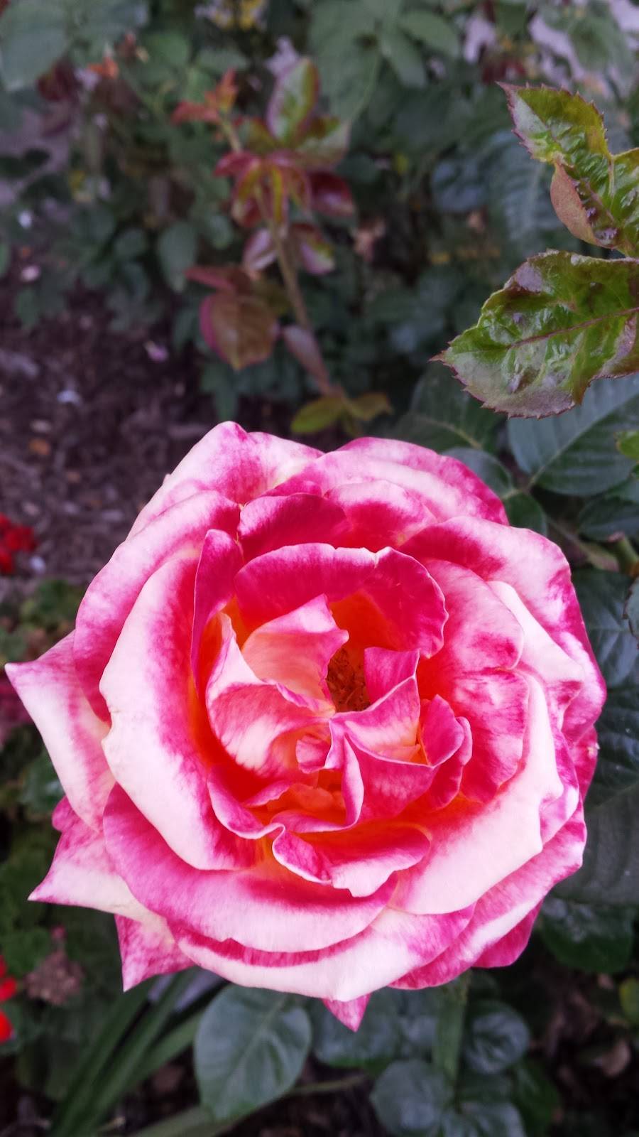 Tubbys Tavern | restaurant | 16509 Leffingwell Rd, Whittier, CA 90603, USA | 5629439150 OR +1 562-943-9150