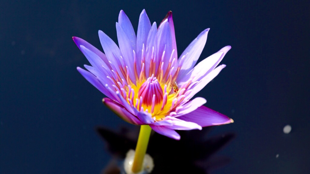 Lotus Chinese Kitchen | restaurant | 1434 NE 26th St, Wilton Manors, FL 33305, USA | 9545665565 OR +1 954-566-5565