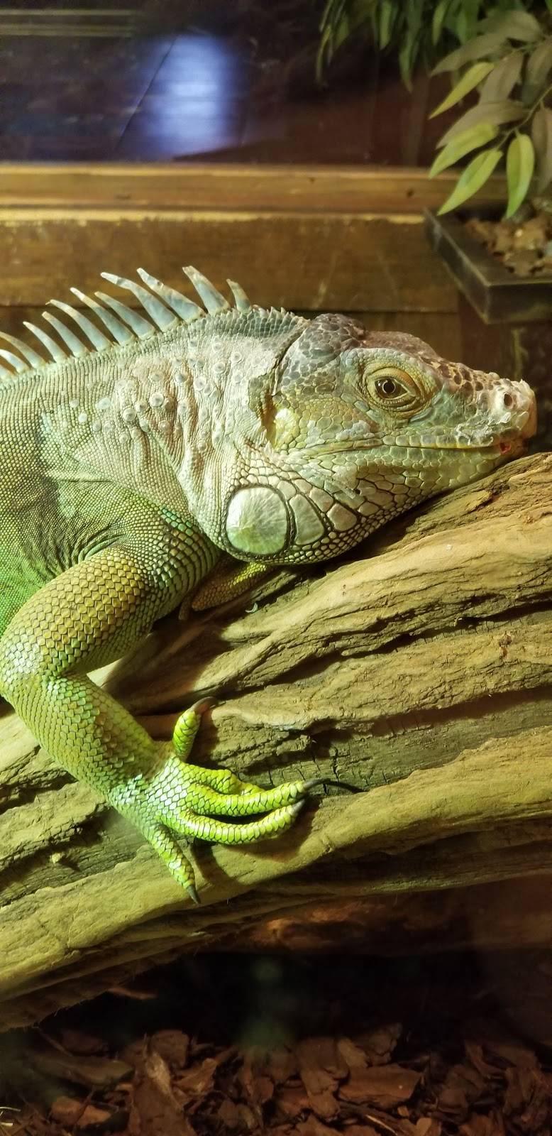 Winking Lizard Tavern | restaurant | 25380 Miles Rd, Bedford, OH 44146, USA | 2168313488 OR +1 216-831-3488