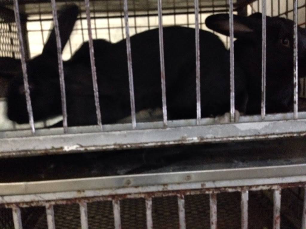 Astoria Live Chicken & Meat Market | restaurant | 3137 20th Ave, Astoria, NY 11105, USA | 7187777249 OR +1 718-777-7249