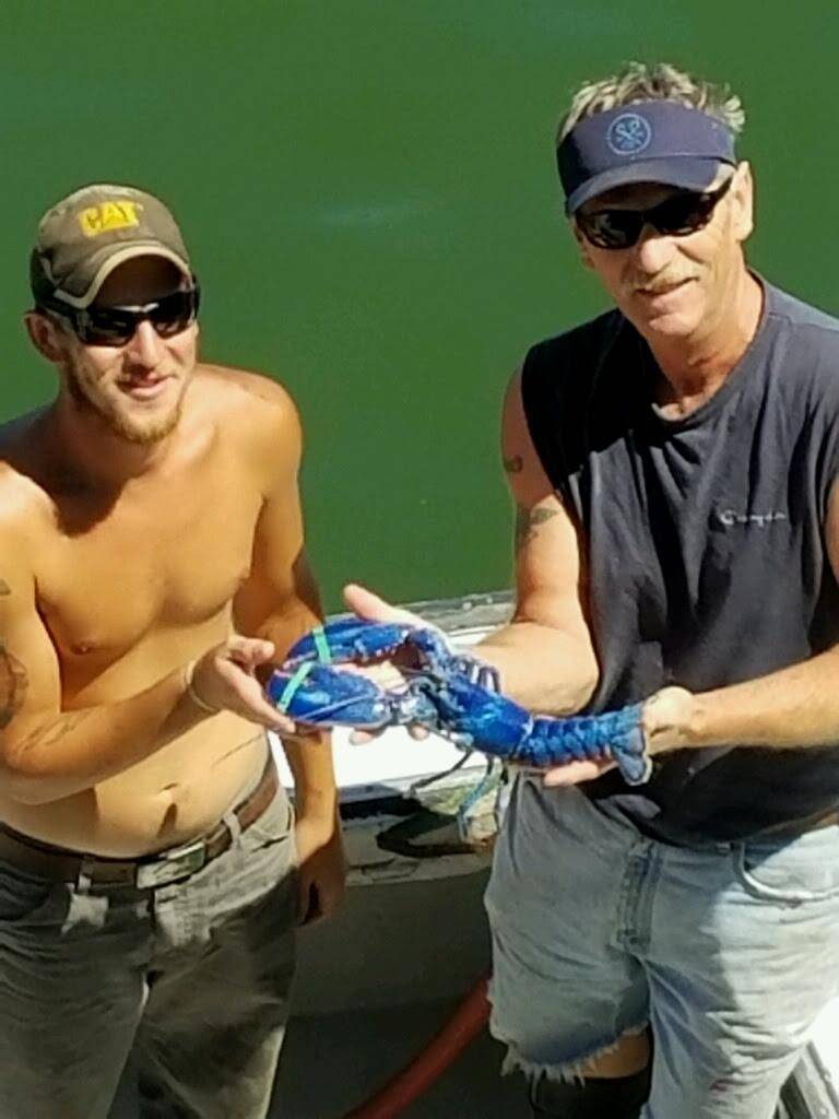 Plymouth Bay Lobster Co., LLC | restaurant | 62R Hedge Rd, Plymouth, MA 02360, USA | 5087463328 OR +1 508-746-3328