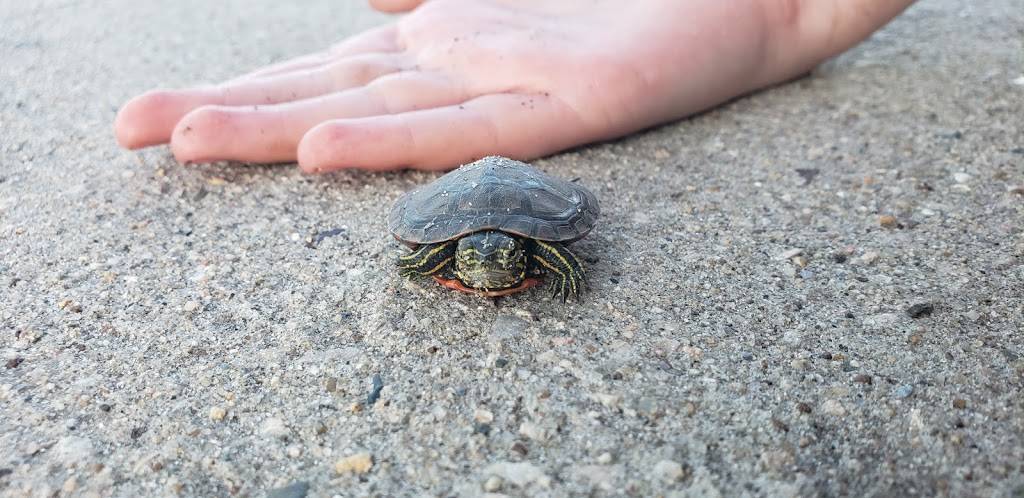 Rio Blanco | restaurant | 110 W Main St, Manchester, IA 52057, USA | 5639272744 OR +1 563-927-2744