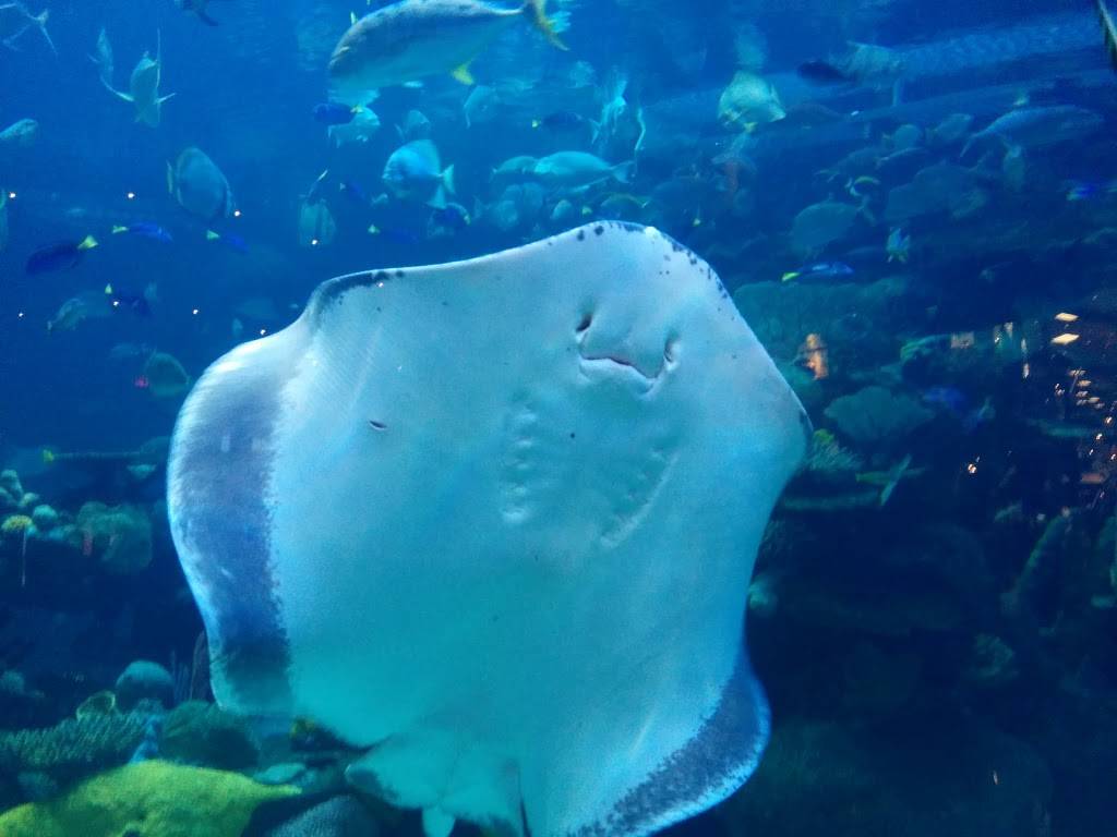 Mermaid Restaurant | restaurant | 3333 Blue Diamond Rd, Las Vegas, NV 89139, USA | 7022637777 OR +1 702-263-7777