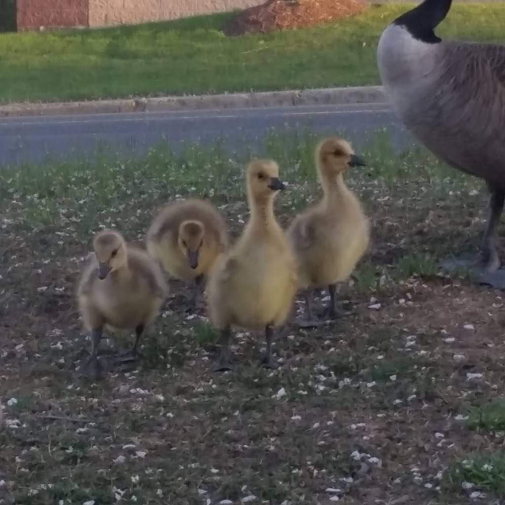 Ara Greek Kitchen & Bar | restaurant | 2, Henry St, Commack, NY 11725, USA | 6313608336 OR +1 631-360-8336