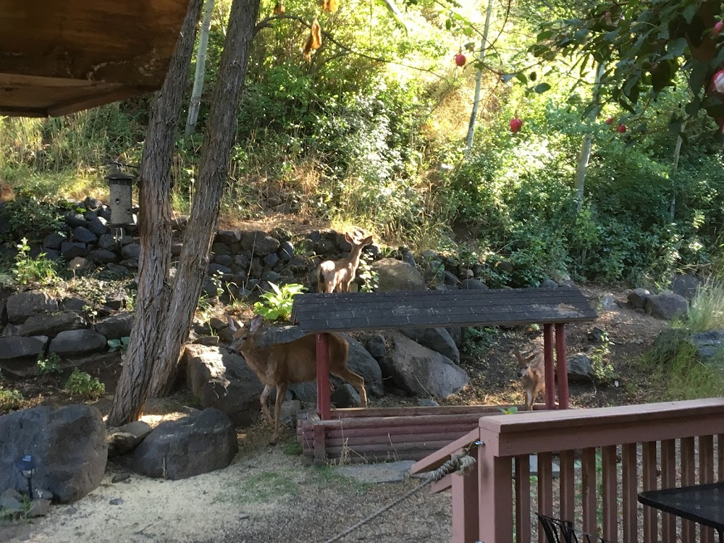 Gold Creek Station | restaurant | 18431 WA-410, Naches, WA 98937, USA | 5096582583 OR +1 509-658-2583