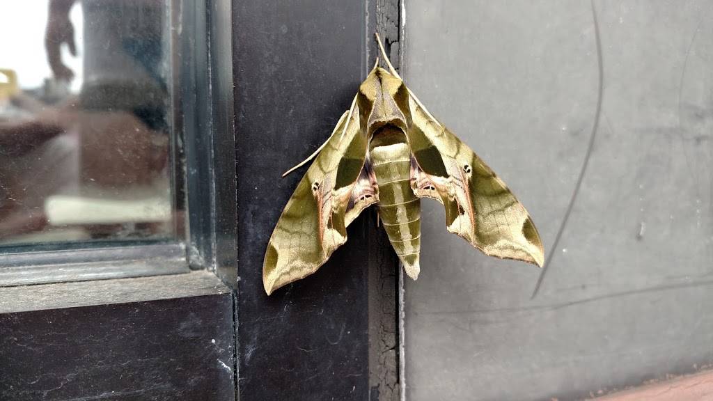 Burger King | restaurant | 334 W College St, Pulaski, TN 38478, USA | 9314249860 OR +1 931-424-9860