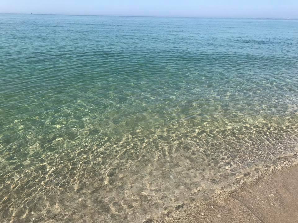 Island Dogs | meal takeaway | 1922 FL-87, Navarre, FL 32566, USA | 8507819248 OR +1 850-781-9248