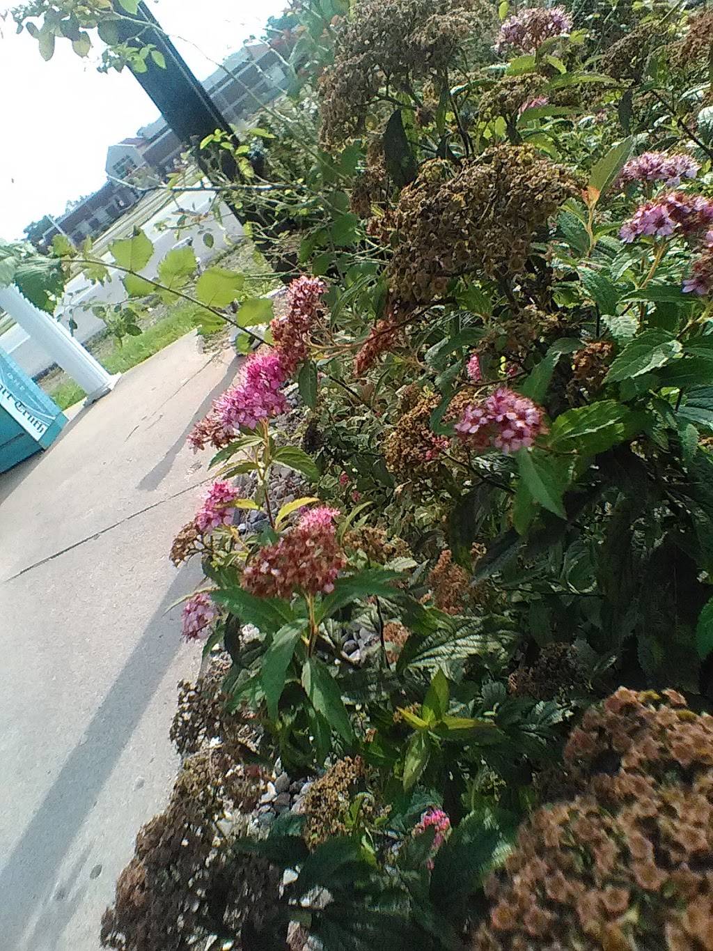 Goshen Family Restaurant | restaurant | 65585 IN-15, Goshen, IN 46526, USA | 5745334994 OR +1 574-533-4994