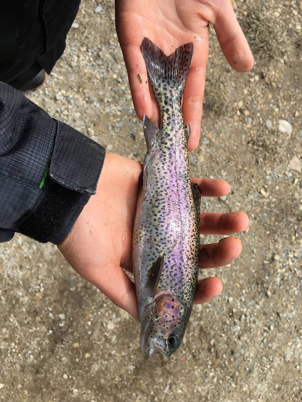 Rushing Waters Fisheries LLC | restaurant | N301 Co Rd H, Palmyra, WI 53156, USA | 2624952998 OR +1 262-495-2998