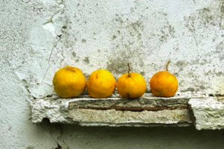 The Local | restaurant | 5323 Airport-Pulling Rd, Naples, FL 34109, USA | 2395963276 OR +1 239-596-3276