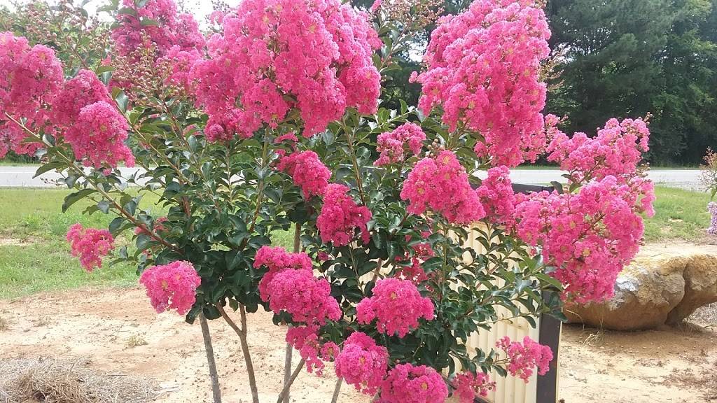 Country Girl Real Pit Bar B Que | restaurant | 3904 St Clair Rd, Springville, AL 35146, USA | 2052295922 OR +1 205-229-5922